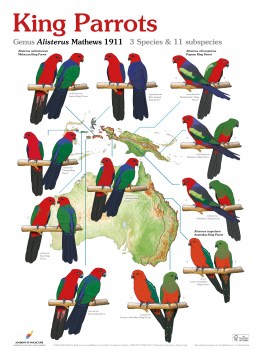 King Parrots